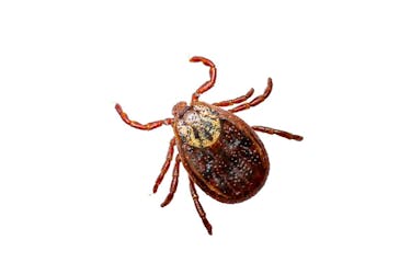 Rød flått Flått borrelia